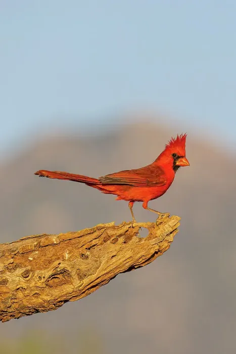 Framed Print : Northern Cardinal male, Pima County, Arizona Framed Print : Northern Cardinal male, Pima County, Arizona