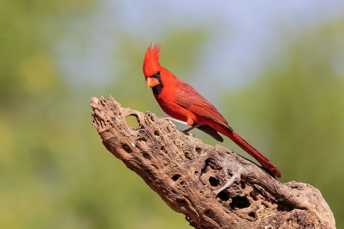 Framed Print : Northern Cardinal male, Pima County, Arizona Framed Print : Northern Cardinal male, Pima County, Arizona