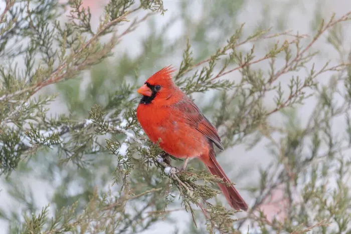 Framed Print : Northern cardinal male in red cedar tree in winter snow, Marion County, Illinois