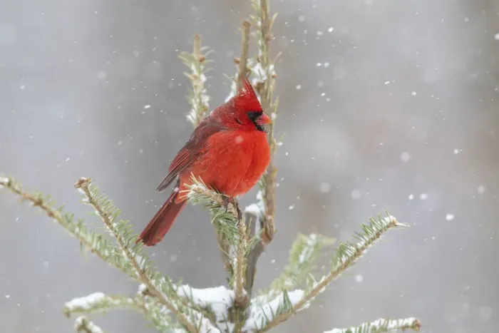 Framed Print : Northern cardinal male in spruce tree in winter snow, Marion County, Illinois Framed Print : Northern cardinal male in spruce tree in winter snow, Marion County, Illinois