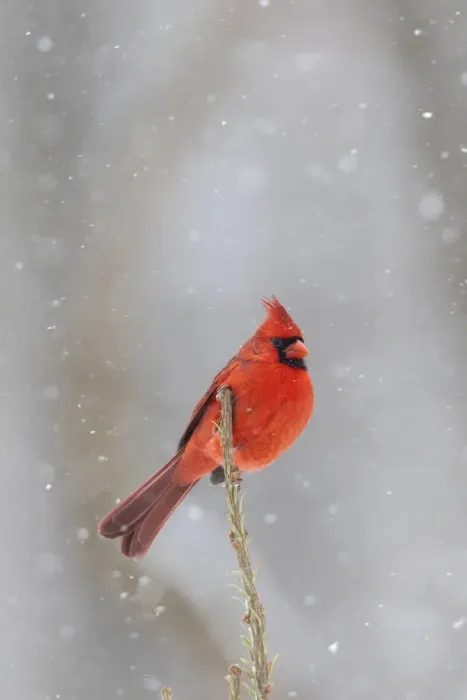 Framed Print : Northern cardinal male in spruce tree in winter snow, Marion County, Illinois Framed Print : Northern cardinal male in spruce tree in winter snow, Marion County, Illinois