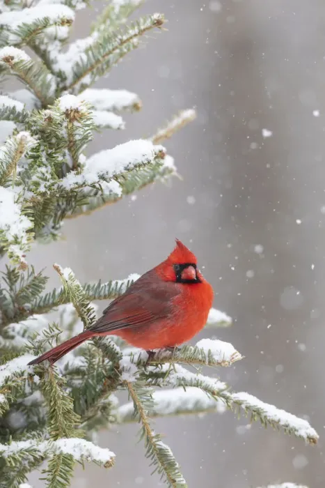 Framed Print : Northern cardinal male in spruce tree in winter snow, Marion County, Illinois Framed Print : Northern cardinal male in spruce tree in winter snow, Marion County, Illinois