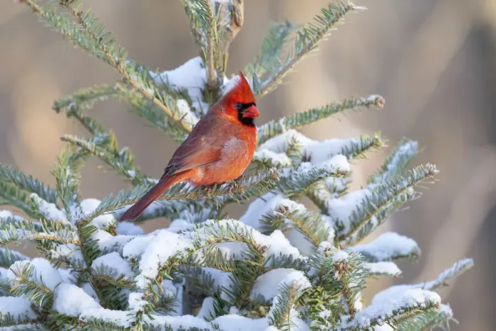 Framed Print : Northern cardinal male in spruce tree in winter snow, Marion County, Illinois Framed Print : Northern cardinal male in spruce tree in winter snow, Marion County, Illinois