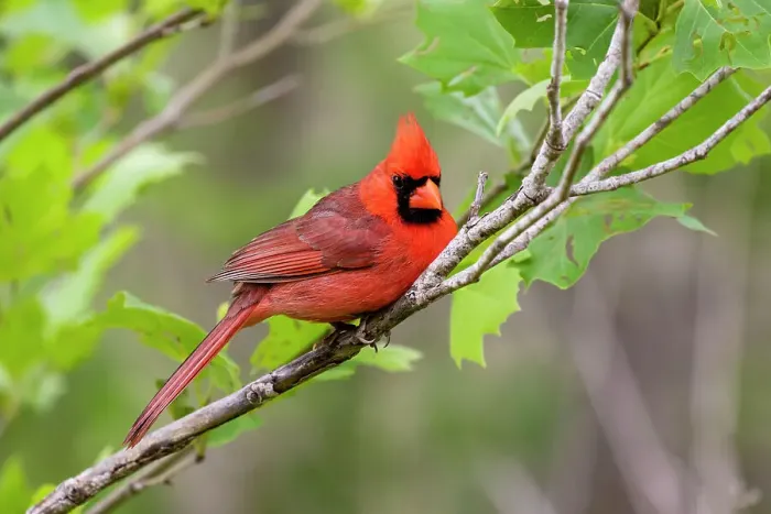 Framed Print : Northern cardinal male in Sycamore tree Framed Print : Northern cardinal male in Sycamore tree