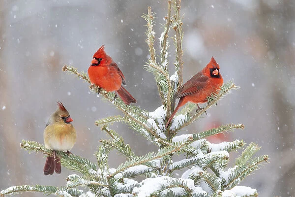 Northern cardinal males and female in spruce tree in winter snow, Marion County, Illinois