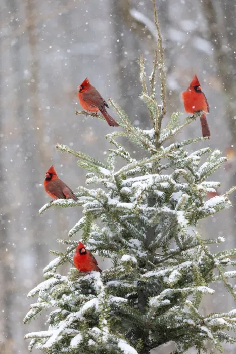 Framed Print : Northern cardinal males in spruce tree in winter snow, Marion County, Illinois Framed Print : Northern cardinal males in spruce tree in winter snow, Marion County, Illinois