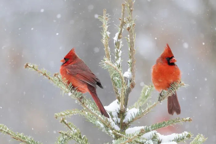Framed Print : Northern cardinal males in spruce tree in winter snow, Marion County, Illinois Framed Print : Northern cardinal males in spruce tree in winter snow, Marion County, Illinois