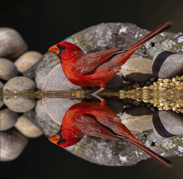 Northern Cardinal and mirror reflection on small pond. Rio Grande Valley, Texas