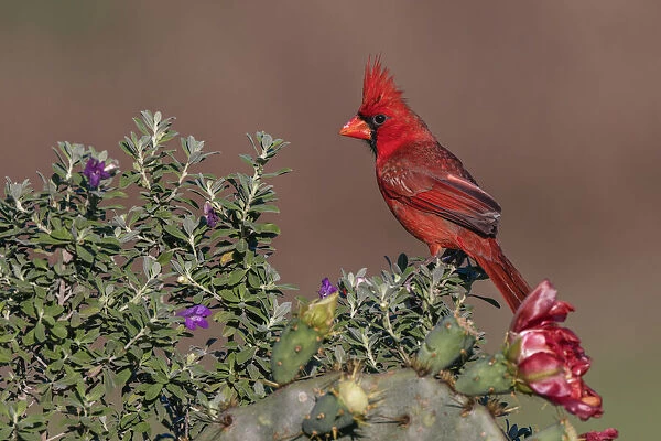 Northern Cardinal. Rio Grande Valley, Texas