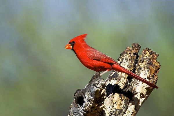 The Northern Cardinals (Cardinalis cardinalis) in the family Cardinalidae