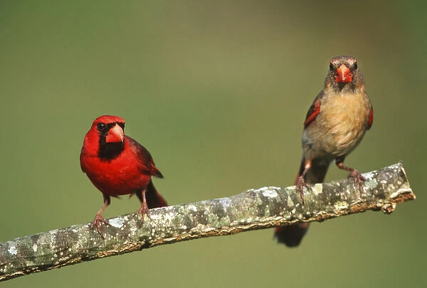 Northern Cardinals (Cardinalis cardinalis) male & female, Marion Co. IL