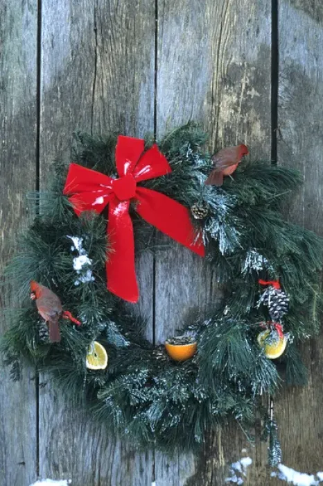 Framed Print : Northern Cardinals (Cardinalis cardinalis) males on holiday wreath made for birds on barn door Framed Print : Northern Cardinals (Cardinalis cardinalis) males on holiday wreath made for birds on barn door