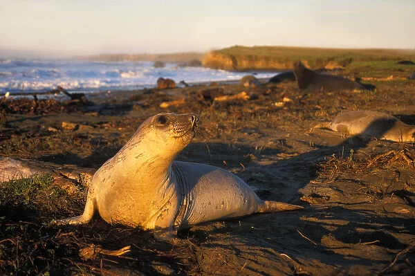 northern elephant seal, Mirounga angustirostris, on the beach at sunrise with cows and bulls