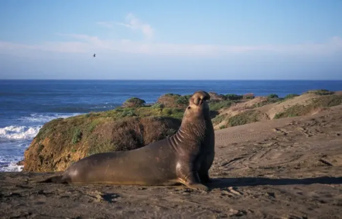 Framed Print : northern elephant seal, Mirounga angustirostris, bull calling on a sand dune, San Simeon Framed Print : northern elephant seal, Mirounga angustirostris, bull calling on a sand dune, San Simeon