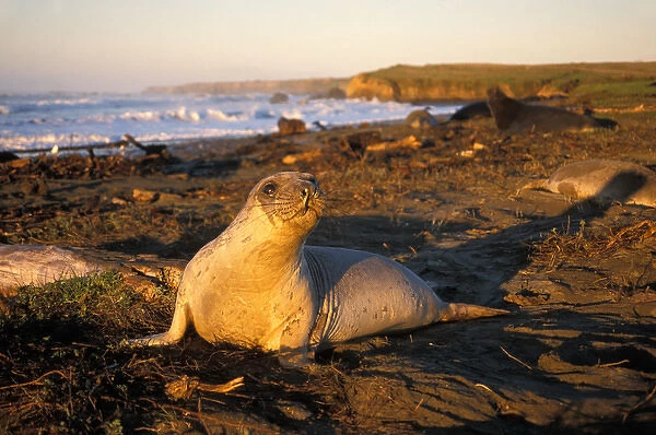 northern elephant seal, Mirounga angustirostris, yearling at sunrise along the Pacific coast