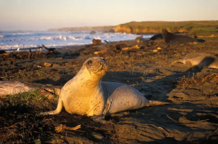 Framed Print : northern elephant seal, Mirounga angustirostris, yearling at sunrise along the Pacific coast Framed Print : northern elephant seal, Mirounga angustirostris, yearling at sunrise along the Pacific coast