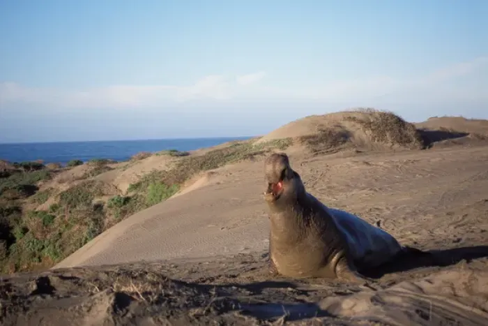 Framed Print : northern elephant seal, Mirounga angustirostris, bull calls from a sand dune, San Simeon