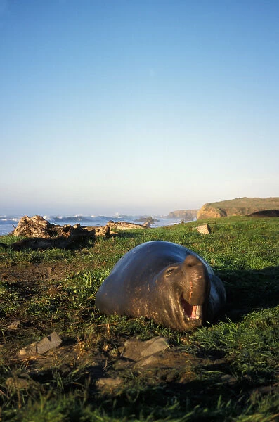 northern elephant seal, Mirounga angustirostris, bull at sunrise along the Pacific coast