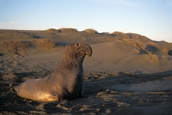 northern elephant seal, Mirounga angustirostris, bull at sunrise on a sand dune, San Simeon