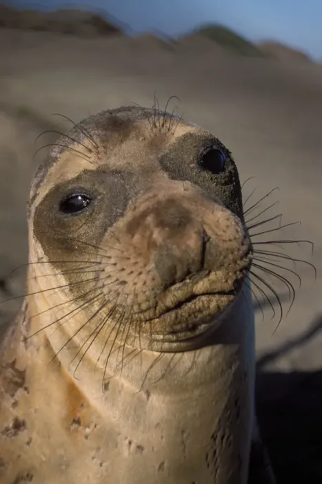 Framed Print : northern elephant seal, Mirounga angustirostris, yearling at sunrise on a sand dune