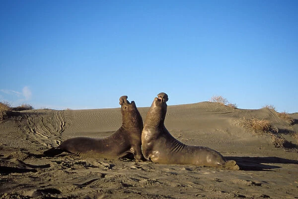 northern elephant seal, Mirounga angustirostris, two bulls fight on a sand dune at sunrise
