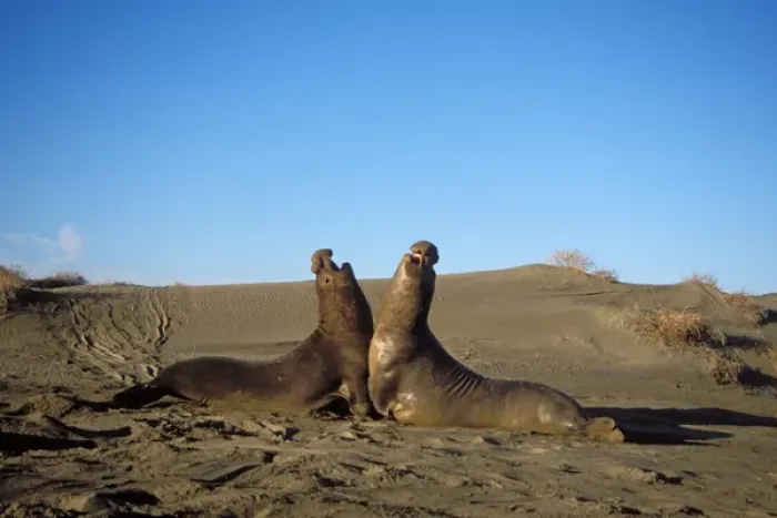 Framed Print : northern elephant seal, Mirounga angustirostris, two bulls fight on a sand dune at sunrise Framed Print : northern elephant seal, Mirounga angustirostris, two bulls fight on a sand dune at sunrise