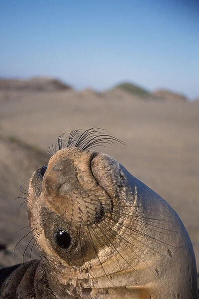 northern elephant seal, Mirounga angustirostris, yearling at sunrise on a sand dune