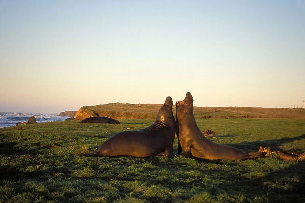 northern elephant seal, Mirounga angustirostris, two bulls fight in a field at sunrise