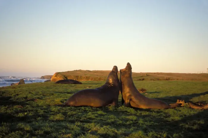 Framed Print : northern elephant seal, Mirounga angustirostris, two bulls fight in a field at sunrise Framed Print : northern elephant seal, Mirounga angustirostris, two bulls fight in a field at sunrise