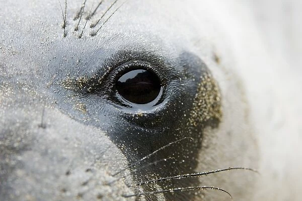 Northern elephant seal, Mirounga angustirostris, San Simeon State Park, California