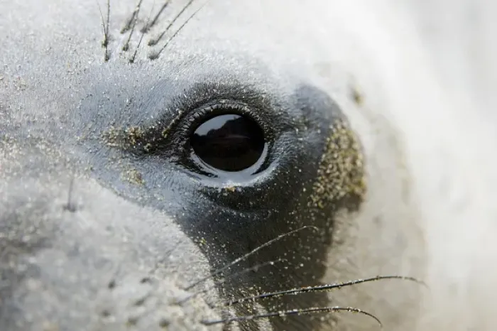 Framed Print : Northern elephant seal, Mirounga angustirostris, San Simeon State Park, California