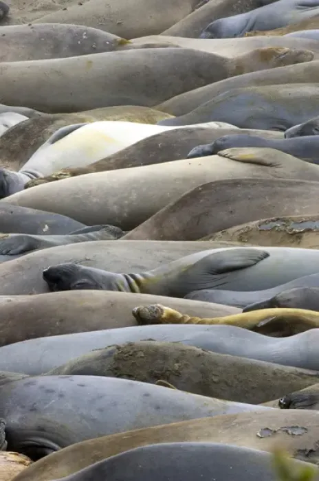 Framed Print : Northern elephant seals, Mirounga angustirostris, San Simeon State Park, California