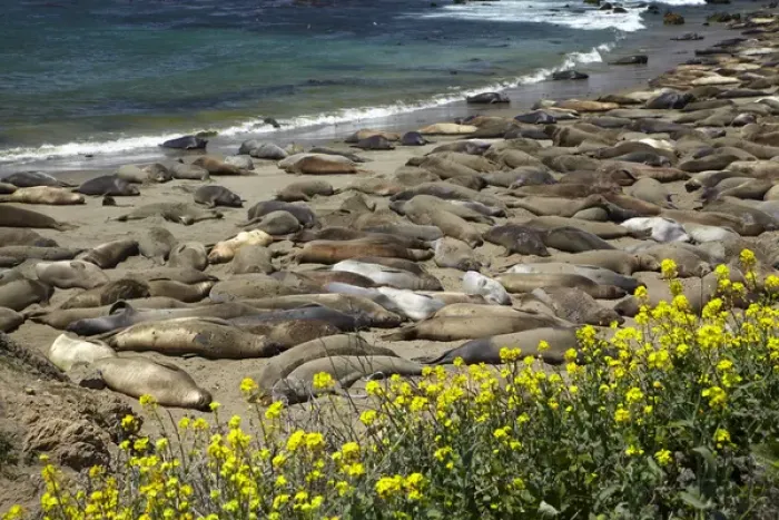 Framed Print : Northern Elephant Seals ( Mirounga angustirostris), Piedras Blancas elephant seal rookery