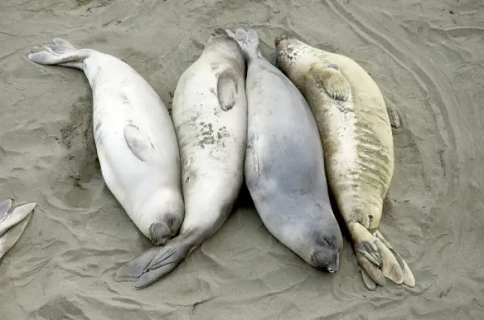 Framed Print : Northern elephant seals, Mirounga angustirostris, San Simeon State Park, California Framed Print : Northern elephant seals, Mirounga angustirostris, San Simeon State Park, California