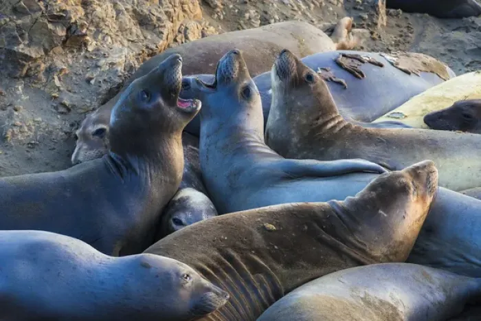 Framed Print : Northern elephant seals (Mirounga angustirostris) at Piedras Blancas Elephant Seal Rookery Framed Print : Northern elephant seals (Mirounga angustirostris) at Piedras Blancas Elephant Seal Rookery