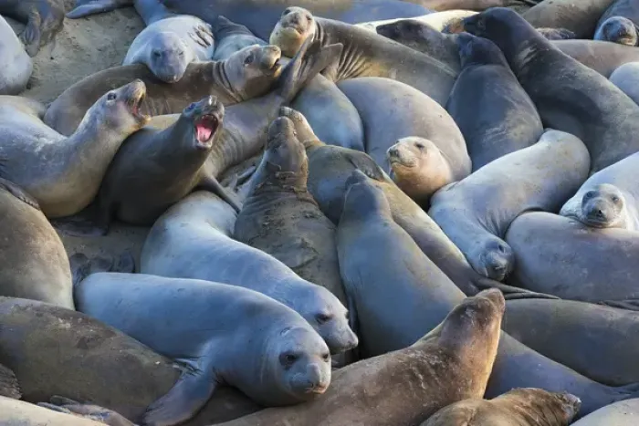 Framed Print : Northern elephant seals (Mirounga angustirostris) at Piedras Blancas Elephant Seal Rookery