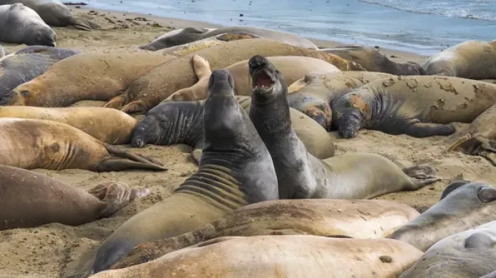 Framed Print : Northern elephant seals (Mirounga angustirostris) at Piedras Blancas Elephant Seal Rookery