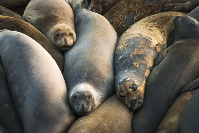Framed Print : Northern elephant seals at Piedras Blancas elephant seal rookery, San Simeon, California