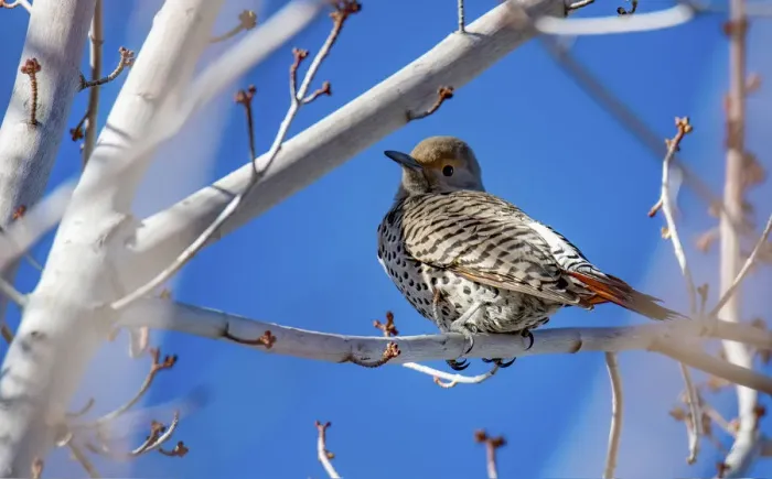 Framed Print : Northern Flicker Framed Print : Northern Flicker