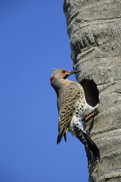 Northern Flicker (Colaptes auratus) male at nest cavity, Florida