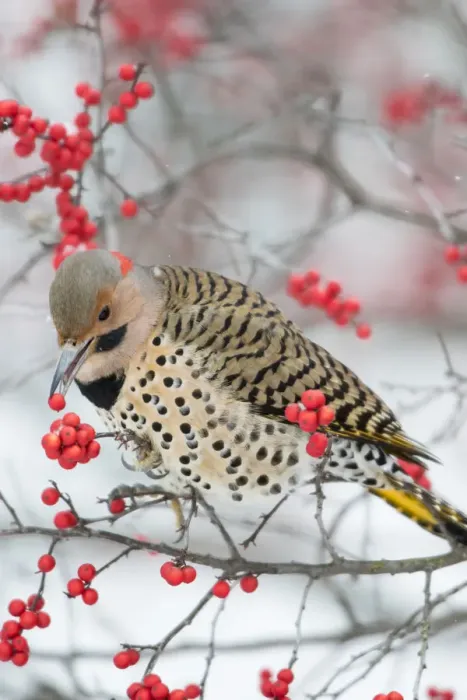 Framed Print : Northern Flicker (Colaptes auratus) male eating Winterberry (Ilex verticillata) in winter Framed Print : Northern Flicker (Colaptes auratus) male eating Winterberry (Ilex verticillata) in winter