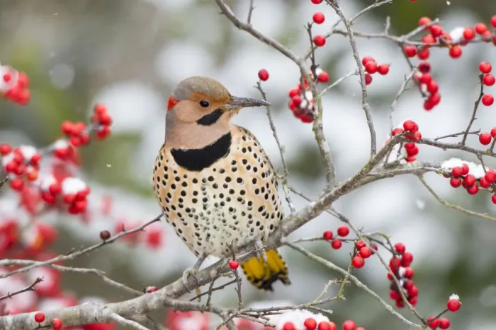 Framed Print : Northern Flicker (Colaptes auratus) male in Winterberry bush (Ilex verticillata) in winter