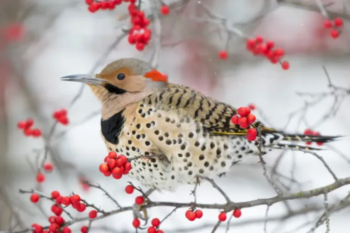 Framed Print : Northern Flicker (Colaptes auratus) male in Winterberry bush (Ilex verticillata) in winter Framed Print : Northern Flicker (Colaptes auratus) male in Winterberry bush (Ilex verticillata) in winter