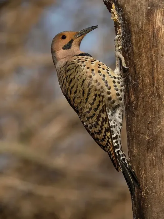 Framed Print : Northern Flicker, Pennsylvania, USA
