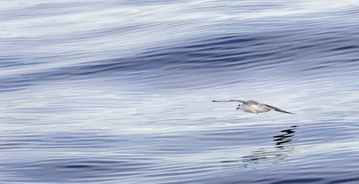 Framed Print : Northern Fulmar, also called Arctic Fulmar (Fulmarus glacialis) near the coast of
