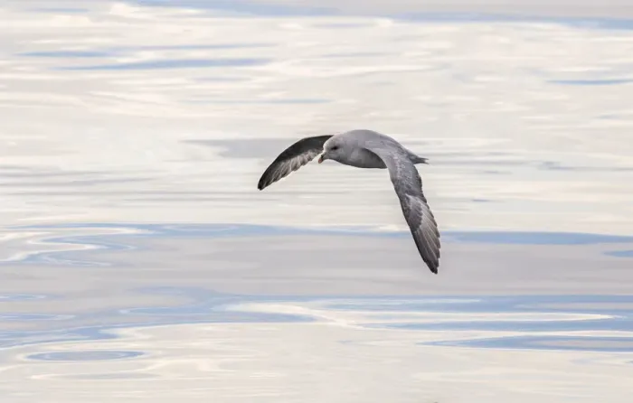 Framed Print : Northern Fulmar, also called Arctic Fulmar (Fulmarus glacialis) near the coast of Framed Print : Northern Fulmar, also called Arctic Fulmar (Fulmarus glacialis) near the coast of
