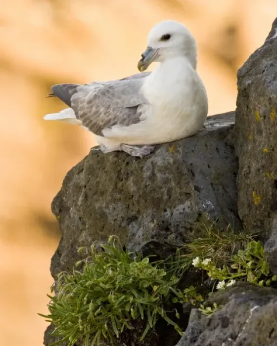 Framed Print : Northern Fulmar guards a nest in Iceland. Snaefellsness peninsula