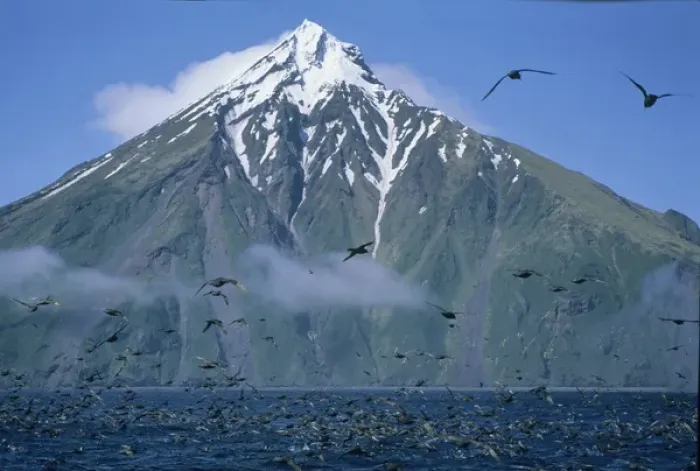 Framed Print : Northern Fulmars in flight below Chagulak Volcano, Aleutian Islands, Alaska, USA