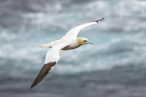 Northern Gannet (Morus bassanus) in the cliffs of Hermaness bird reserve on the island of Unst