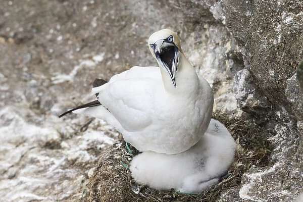 Northern Gannet (Morus bassanus) with chick in the cliffs of Hermaness bird reserve